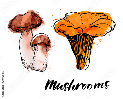 Mushrooms. Hand drawn watercolor painting on white background. Vector illustration. Traced watercolor illustration.