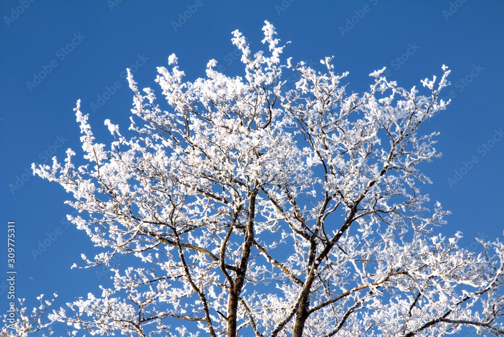 Beautiful sunny winter day with white trees,cold winter day