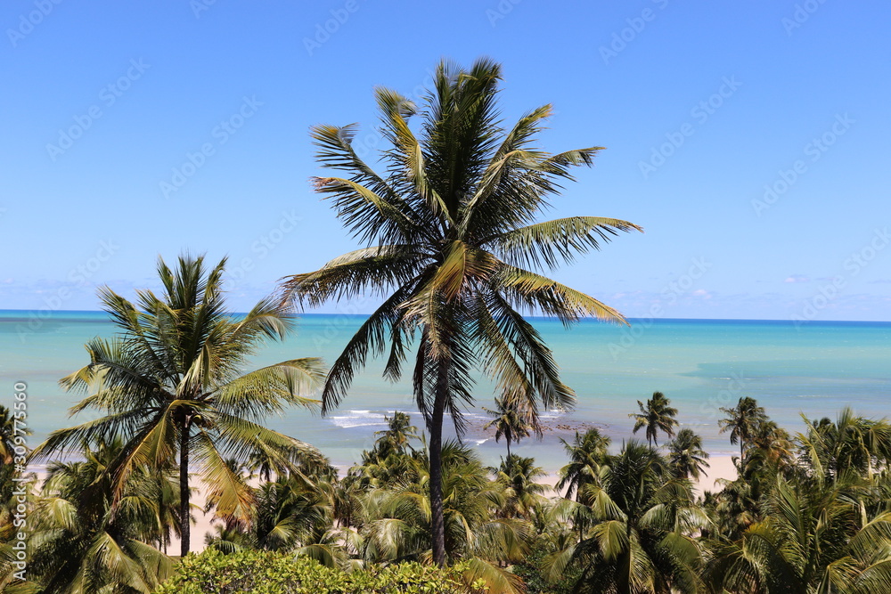 Wonderful view of coconut tress and the turqoise waters of Alagoas State, Brazil 
