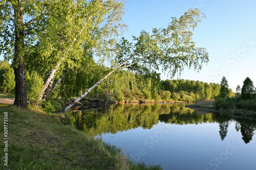 Summer landscape - Calm flat river among fields and birch groves in sunset lighting. Cloudless summer weather. © ss404045