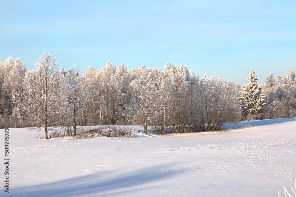 Beautiful sunny winter day with white trees,cold winter day Beautiful sunny winter day with white trees,cold winter day