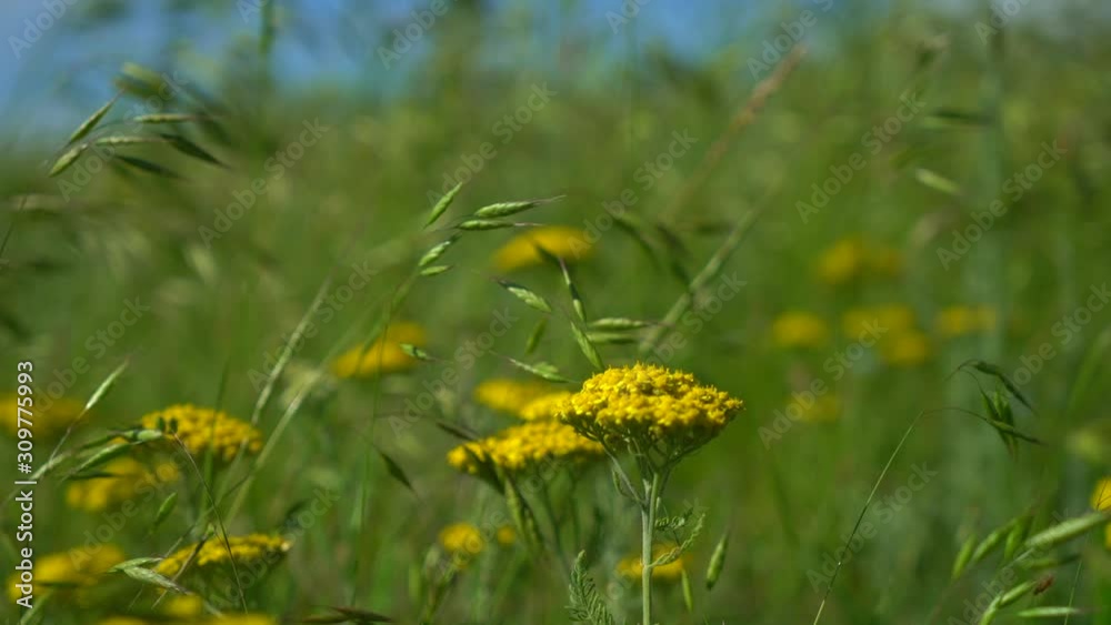 Flower meadow outside the city. Beautiful field in summer and spring. Blurred flowers background. The blacksmith jumps on the grass.