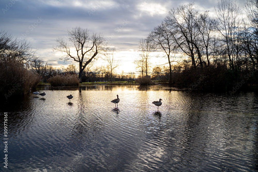 Naklejka premium geese on the lake