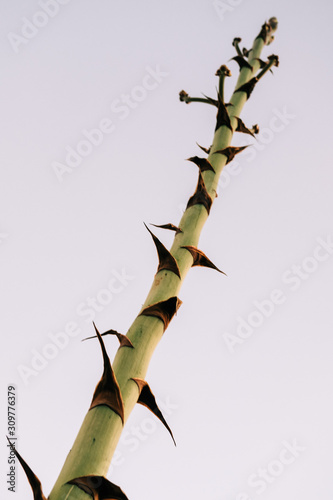 Agave scape photo