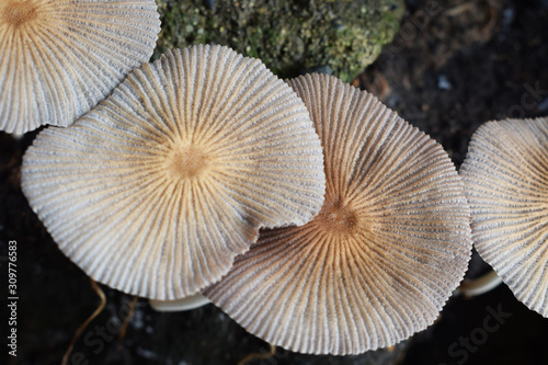 group of mushrooms