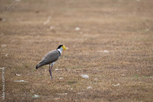 Animals Birds in Queensland Australia Eagleby Wetlands 