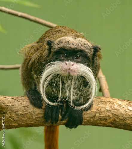 emperor tamarin (saguinus imperator) monkey photo