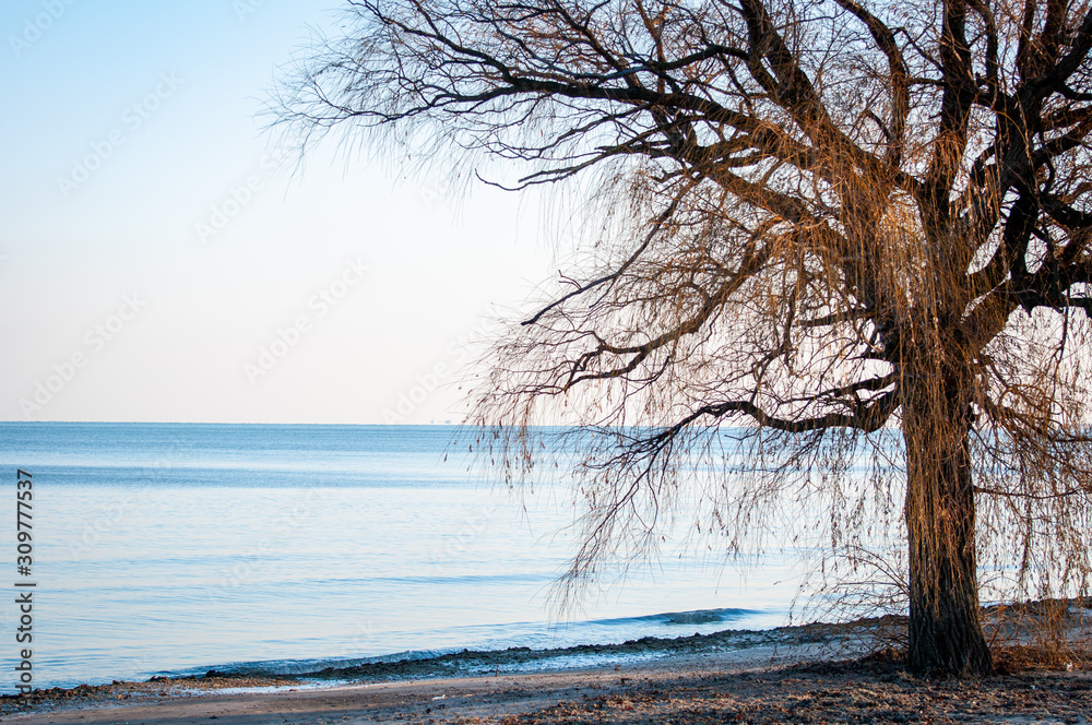 winter landscape with trees and lake winter landscape with trees and lake