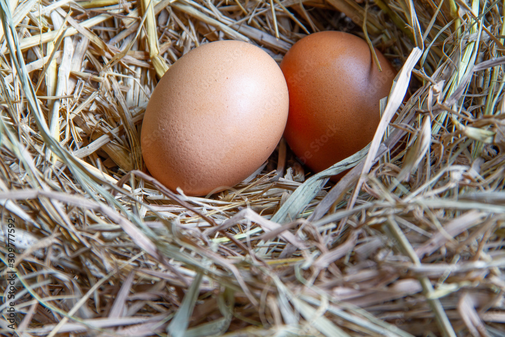 Chicken eggs in the ovary Chicken eggs in the ovary
