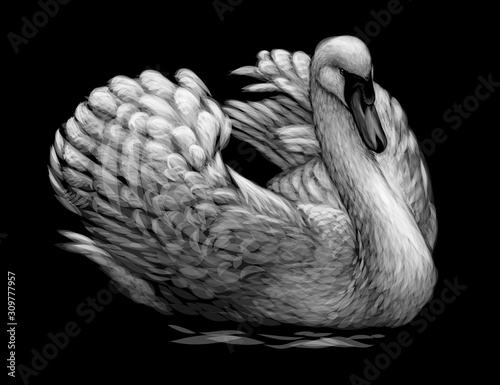 The swan is swimming. Hand-drawn, artistic, black and white sketch of a swan bird on a black background.