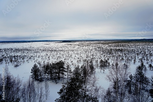 The snow covered lonely naked trees in swamp area. Winter time. Graphic tree winter background.