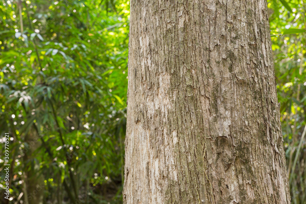 Teak tree in the forest