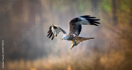 Bild auf Leinwand A Red Kite Milvus milvus bird flying away with a large fish it just caught from