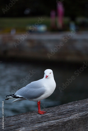 seagull