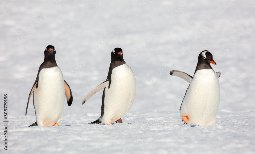 Obraz premium Three Gentoo Penguins