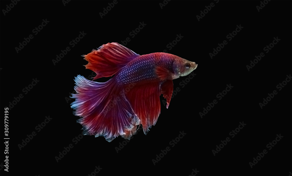 Fancy thai super red betta spreading fin and long tail dress swimming. Siamese fighting fish isolated black background. Close up and focus selection Colorful freshwater fishes with CLIPPING PATH Fancy thai super red betta spreading fin and long tail dress swimming. Siamese fighting fish isolated black background. Close up and focus selection Colorful freshwater fishes with CLIPPING PATH