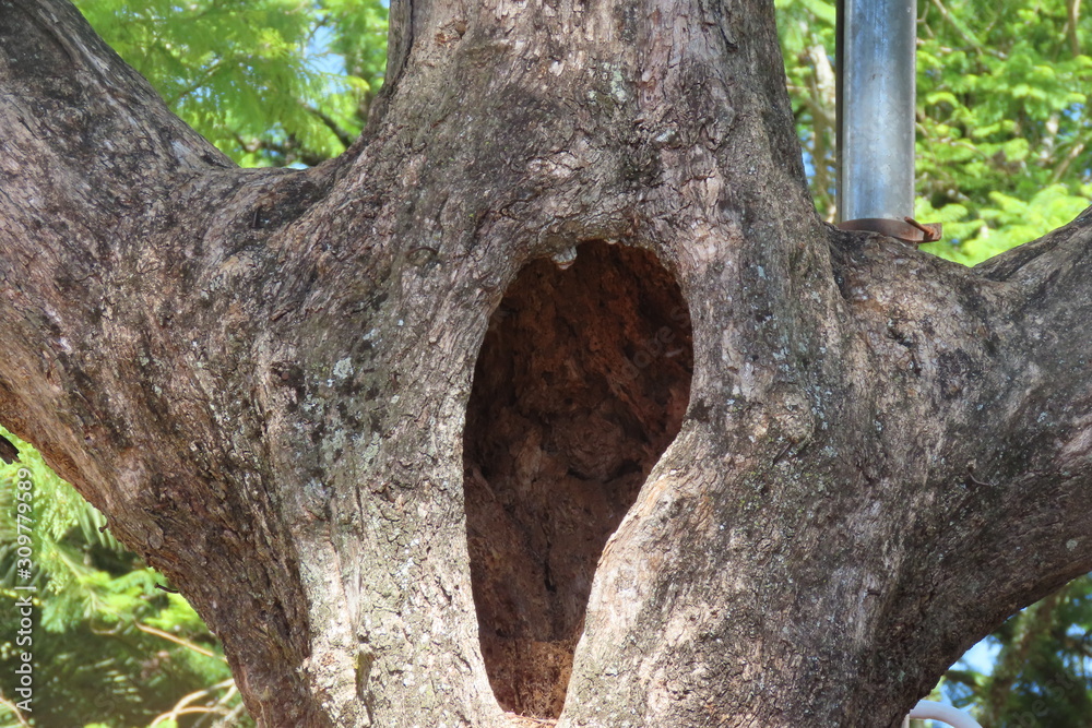 trunk of a tree trunk of a tree