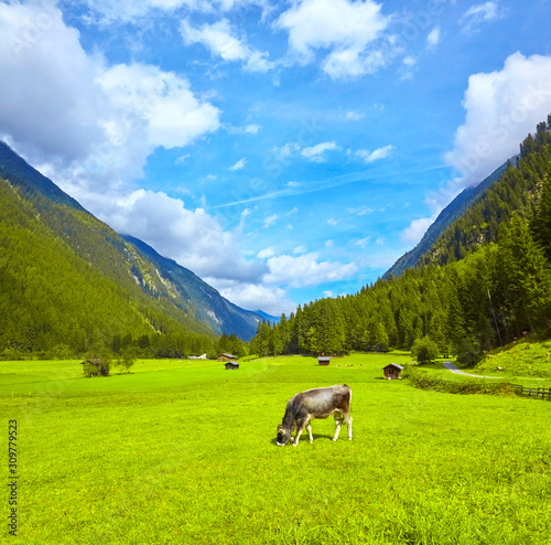 Beautiful mountain panorama in the Stubai Valley, with grazing cows. © Composer