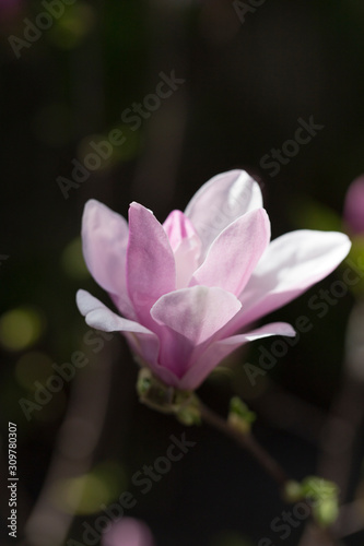 Beautiful close-up magnolia.
