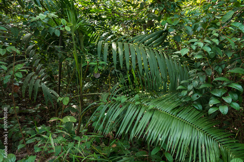 rattan