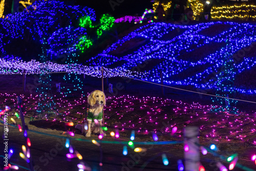 マザー牧場_ゴールデンレトニエル