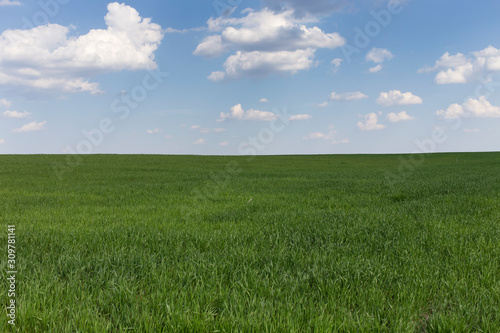 Beautiful field landscape.