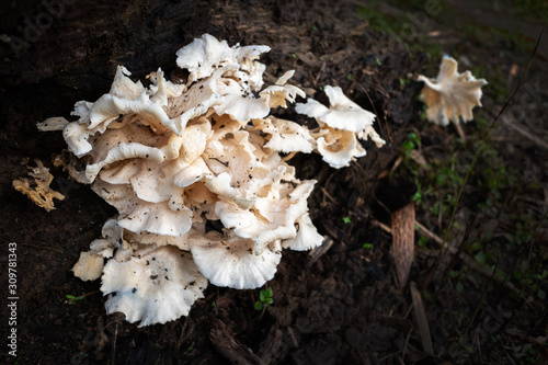 Mushroom photo