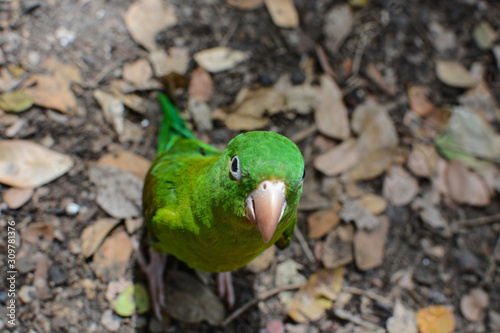 wilder neugieriger Papagei