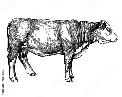 Photos cows graphics illustration farm animals Hereford calf