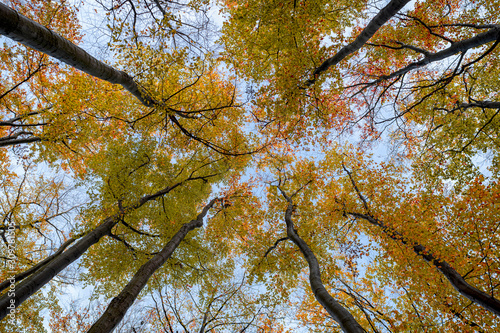 View on the tree tops in the beech forest in the autumn