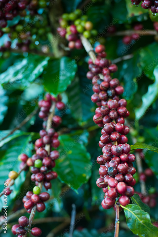 Organic red coffee cherries beans on the branch of coffee plant before harvesting. Organic red coffee cherries beans on the branch of coffee plant before harvesting.