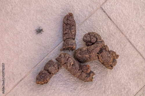View of a dry dog poop with a fly beside photo