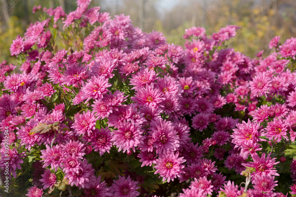 Pink flower Bush of chrysanthemums on a Sunny day. Summer and autumn season. Flower planting and gardening concept. Pink flower Bush of chrysanthemums on a Sunny day. Summer and autumn season. Flower planting and gardening concept.