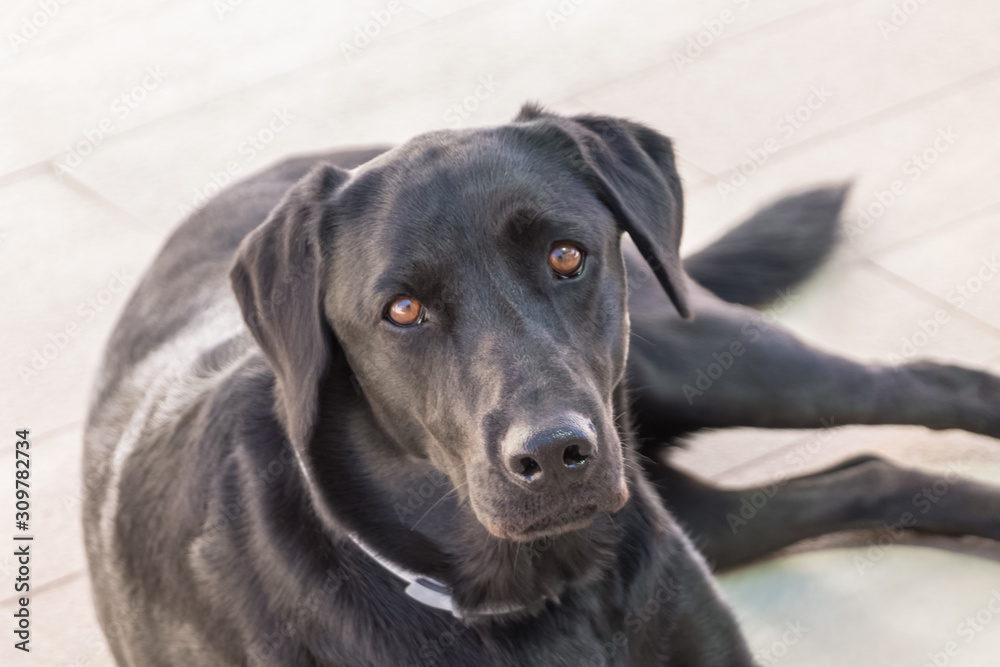 View of a black labrador in home sit on floor, focus in eyes, blur background