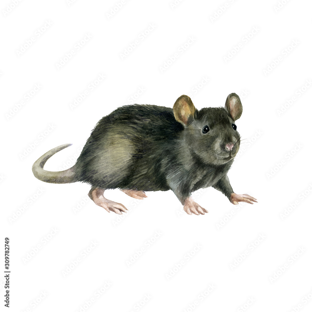 Watercolor illustration. Image of a gray mouse. Symbol of 2020. Eastern calendar. Watercolor illustration. Image of a gray mouse. Symbol of 2020. Eastern calendar.