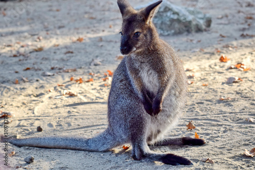 Red-Necked Wallaby Cub Sitting on Ground Portrait