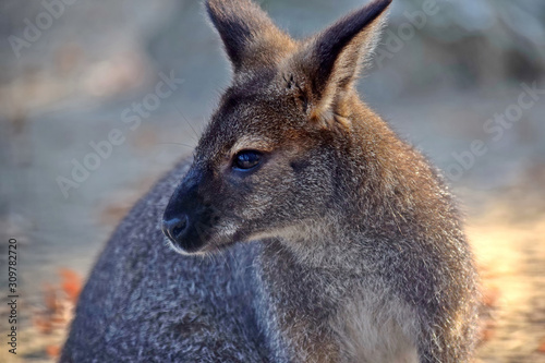 Red-Necked Wallaby Head Profile Close up