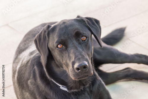 Wallpaper Mural View of a black labrador in home sit on floor, focus in eyes, blur background Torontodigital.ca