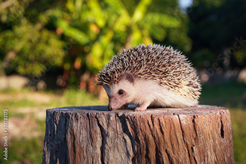Beautiful hedgehog, Dwraf hedgehog on stump, Young hedgehog on timber wiith eye contact, Sunset and sorft light