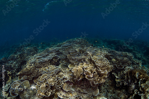 A lot of hard corals in clear blue ocean. Underwater world of Bali.