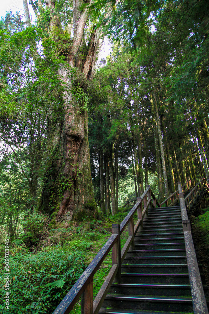 The walkway from wood in Alishan forest at Alishan national park, taiwan The walkway from wood in Alishan forest at Alishan national park, taiwan