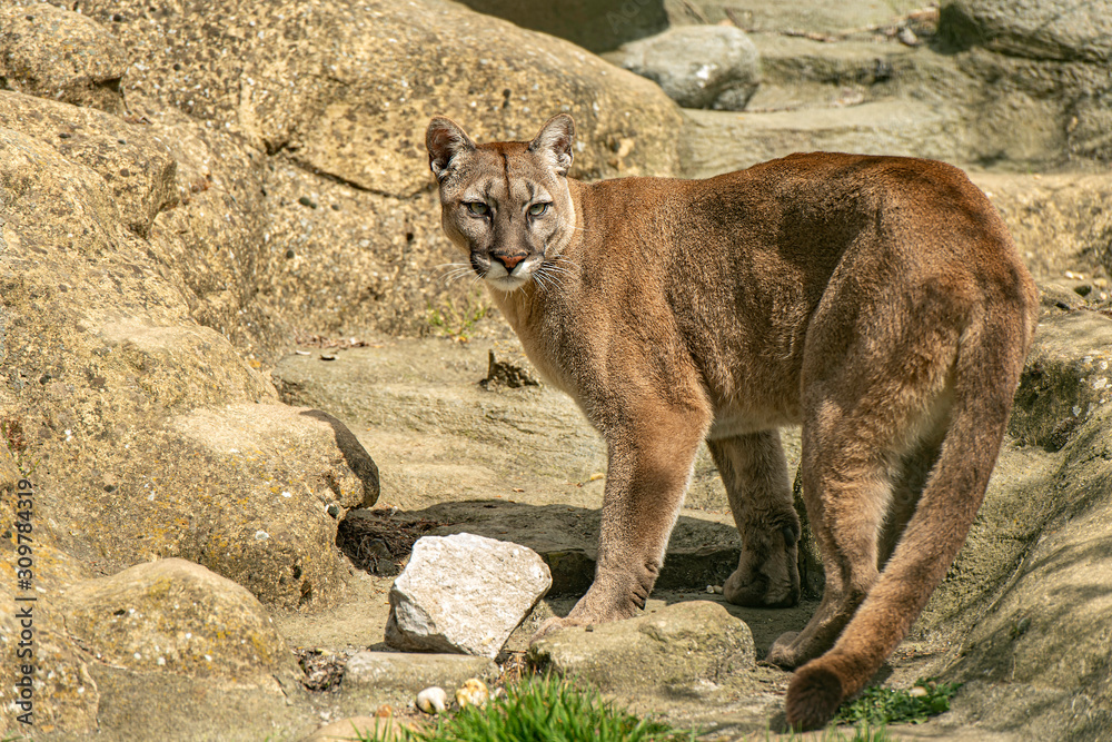 Obraz premium Mountain Lion