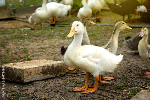 Duckling group on background of husbandry natural animal lifestyle in garden organic farming.