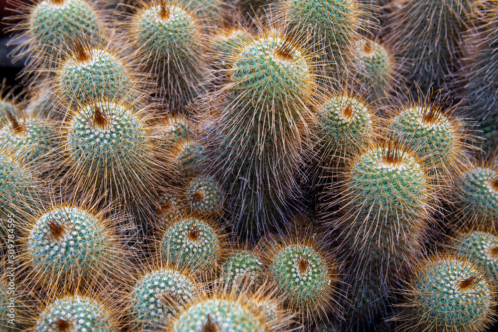 The cactus overlaid to see a beautiful pattern appropriate the Backdrop, idea copy space The cactus overlaid to see a beautiful pattern appropriate the Backdrop, idea copy space