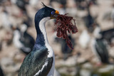 Imperial Shag (Phalacrocorax atriceps albiventer) carrying seaweed to be used as nesting material on Sea Lion Island in the Falkland Islands           