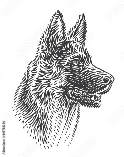 Dog breed German shepherd head illustration. Vector. 