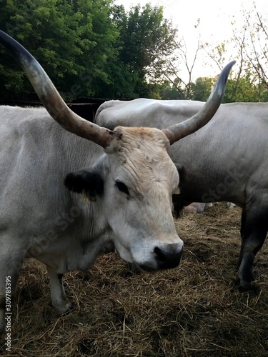 Ukrainian bull