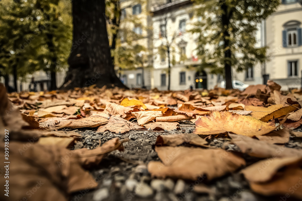 Fallen leaves in a urban park inTuscany