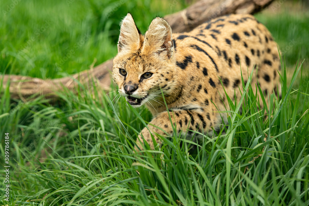 Serval Serval