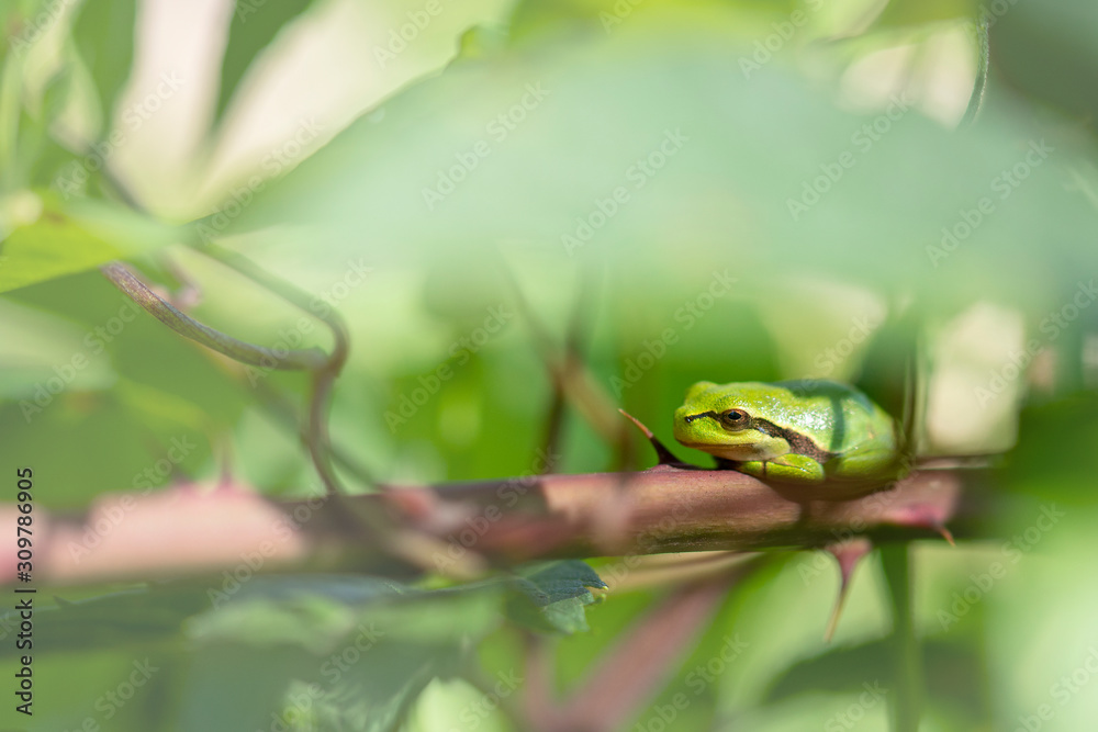 European treefrog - Hyla arborea